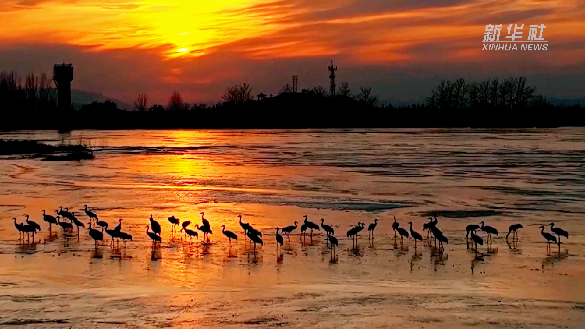 千城胜景｜河北迁西：灰鹤栖息美如画