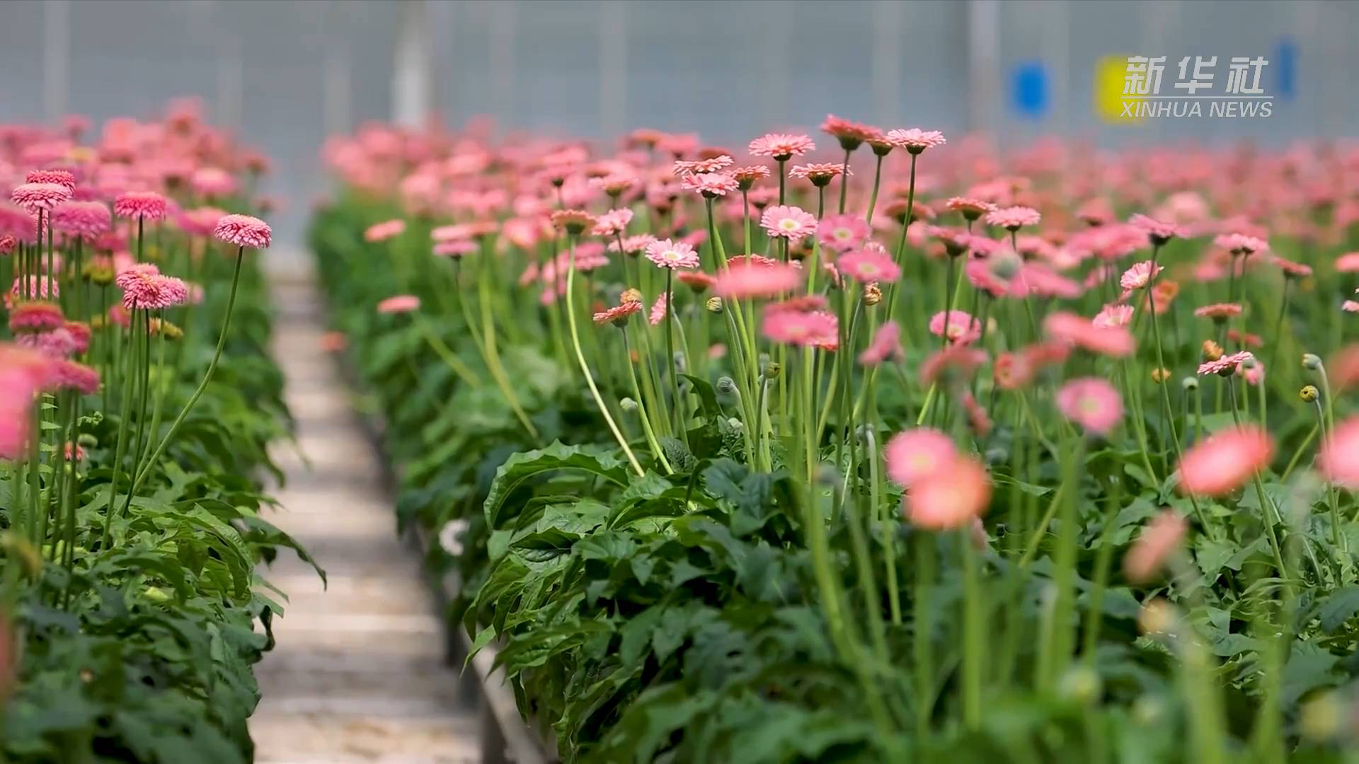 花开云岭香国际 走进云南新花都