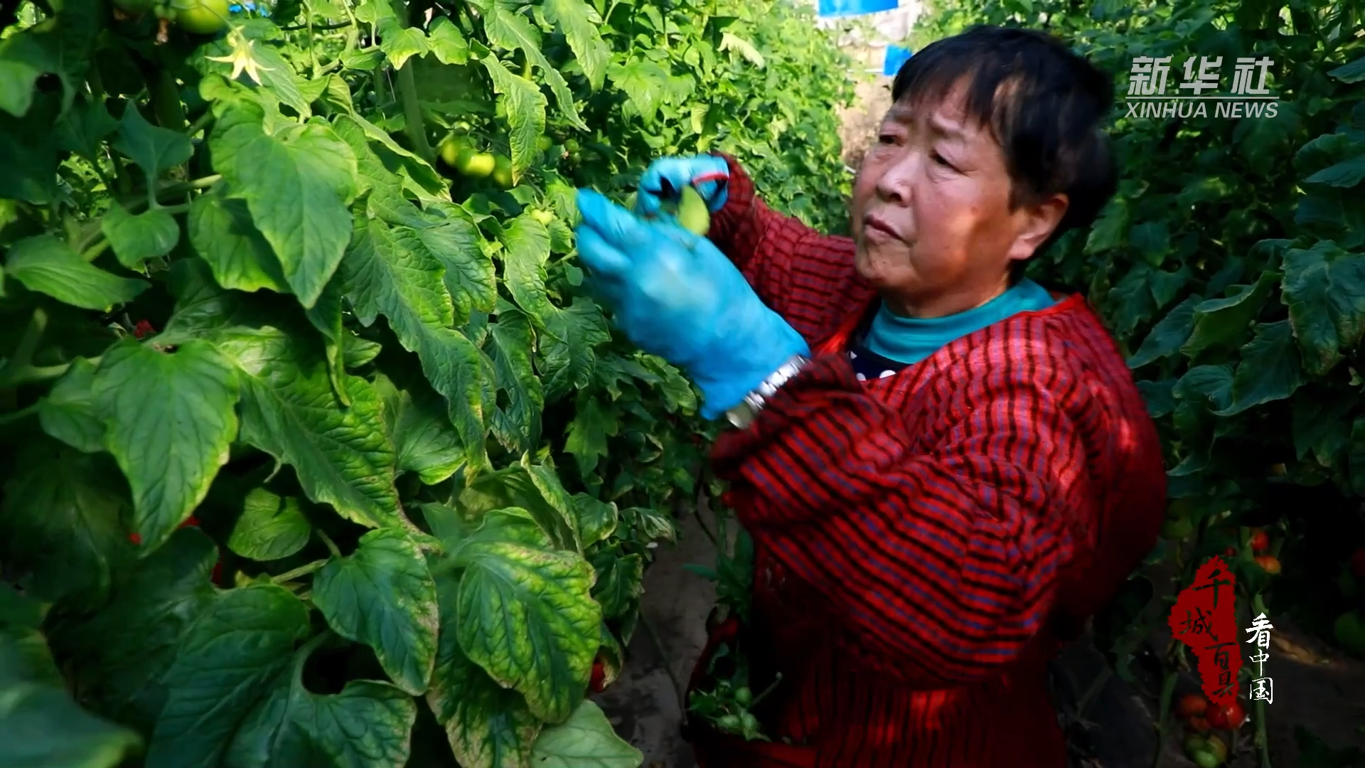 千城百县看中国｜河北徐水：科技助力大棚结出“如意柿”