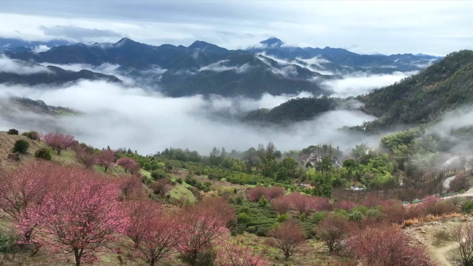 观梅赏景 乐享“梅”好春光