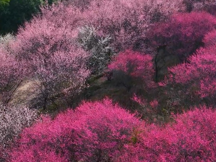 千城胜景丨湖南汨罗：一川梅花最可人