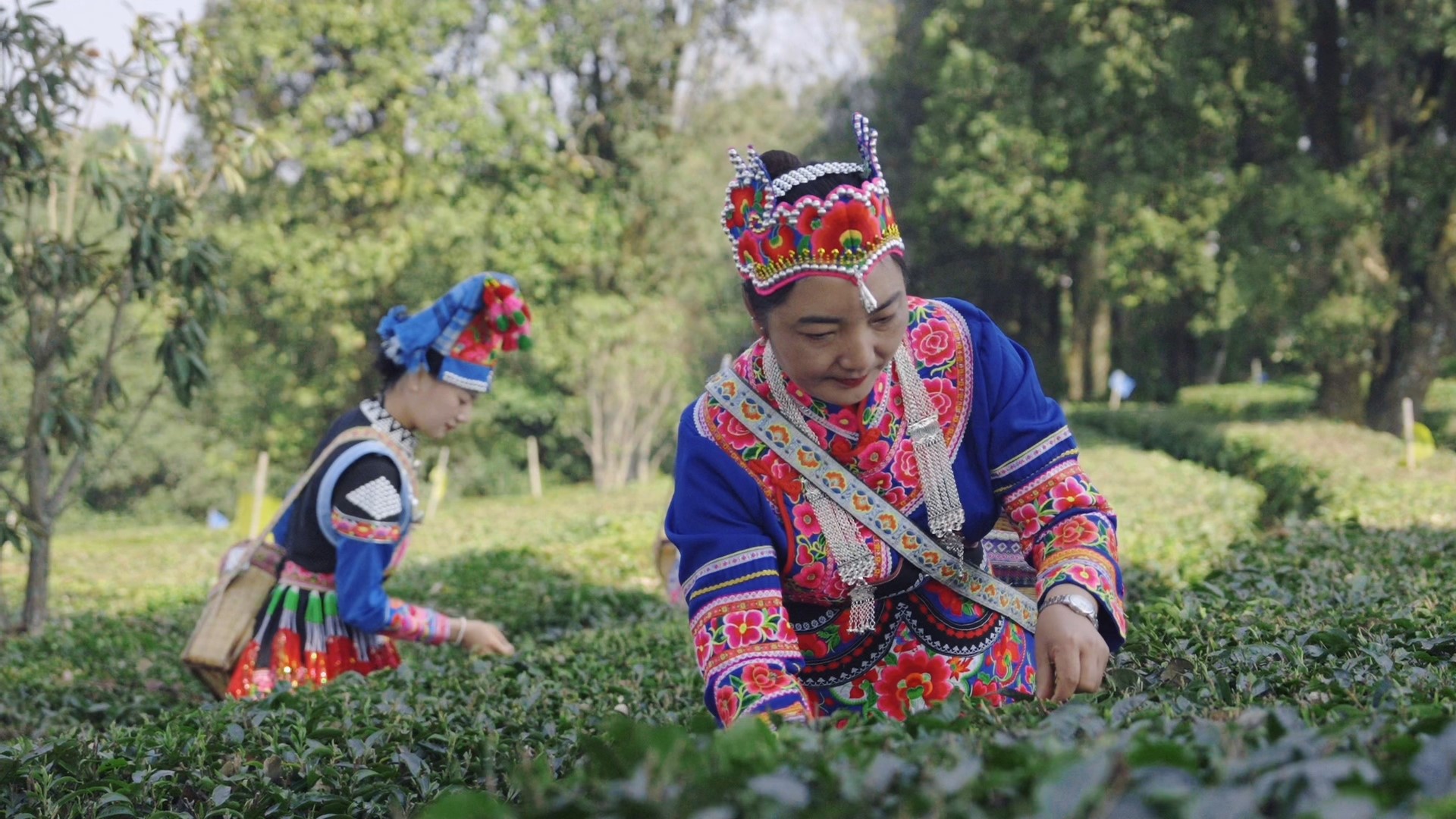 千城胜景｜云南峨山：春日好时光 探寻茶之味