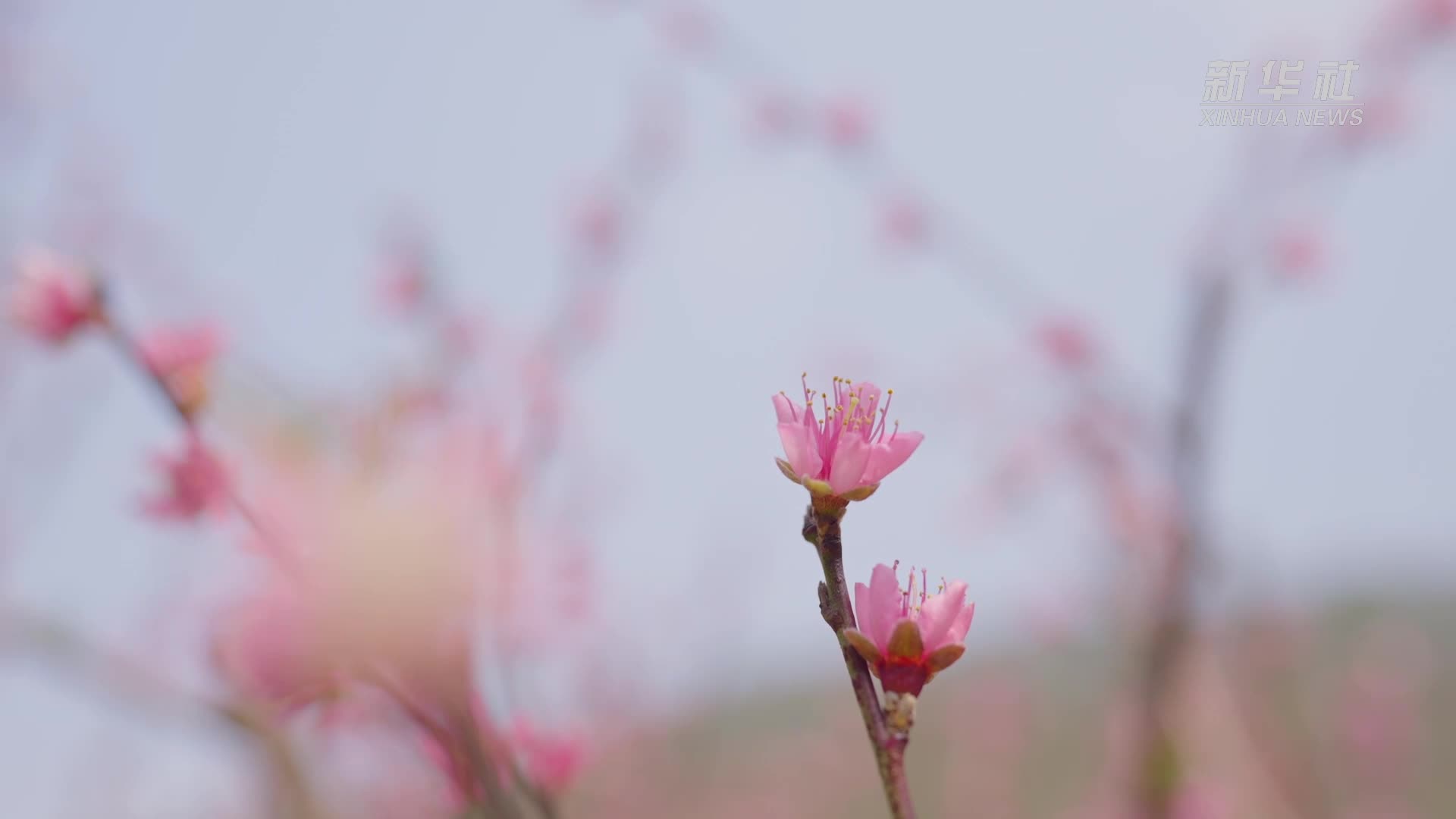 千城胜景丨云南元江：千亩桃花盛开