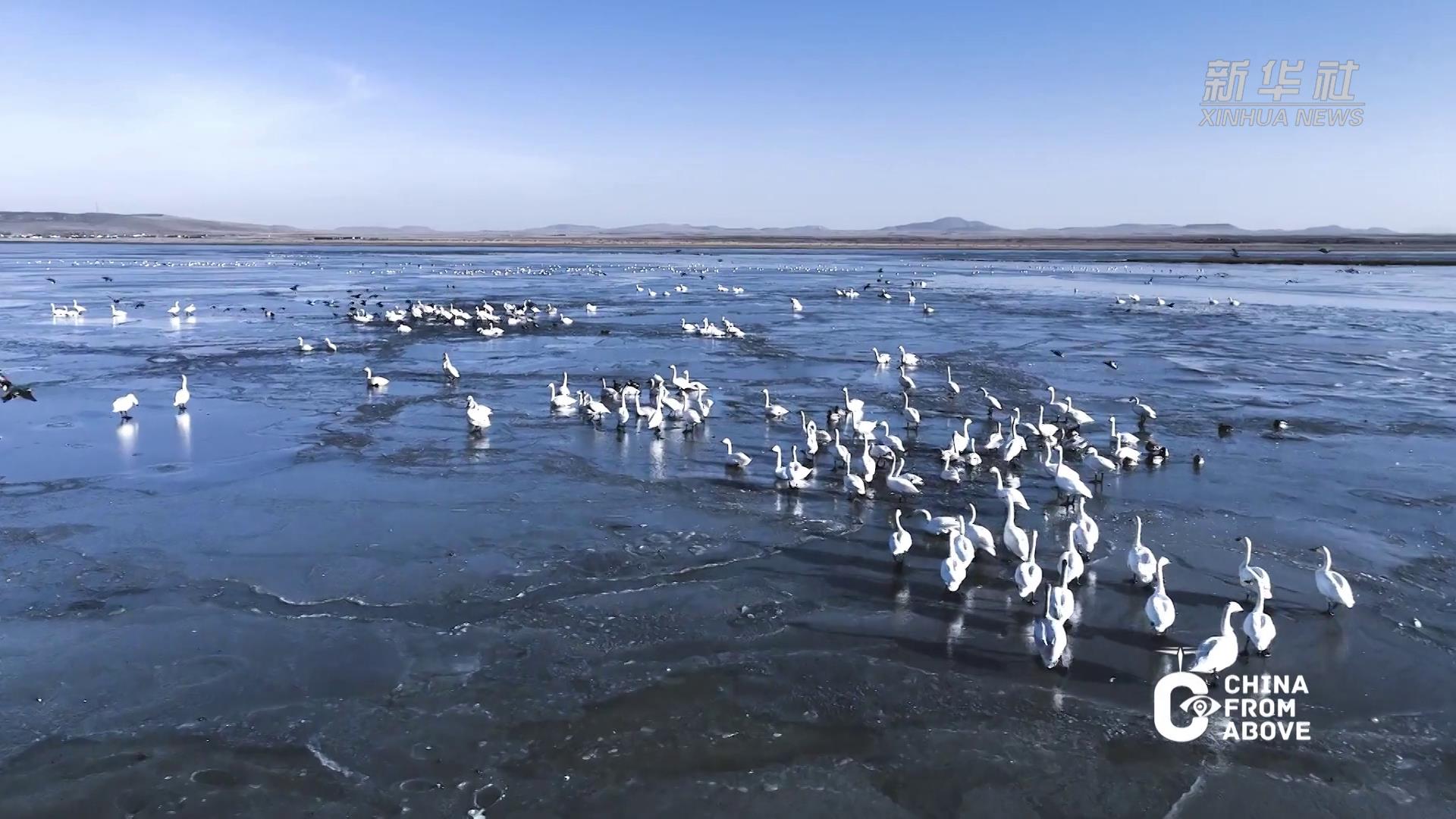 瞰中国|锡林浩特：侯鸟栖息地 生态美如画