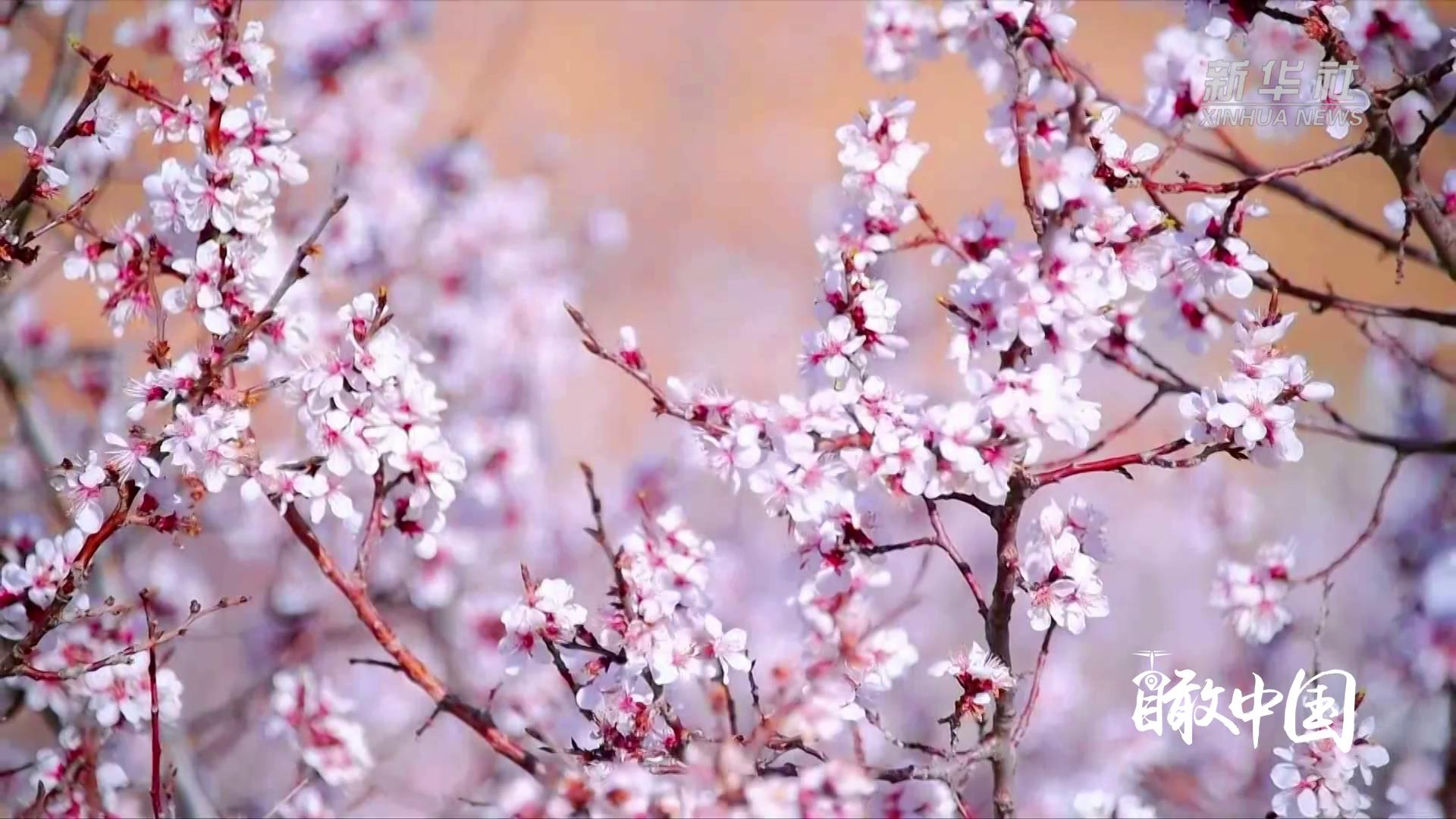 瞰中国 | 内蒙古赤峰：杏花盛开俏争春