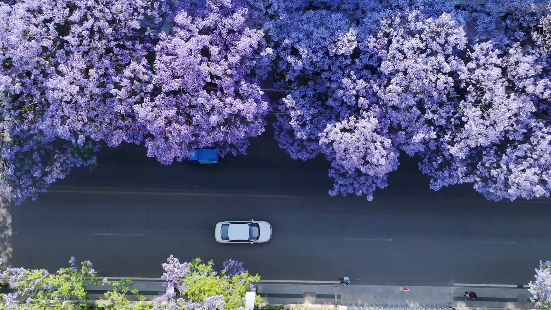 四川西昌：蓝花楹花开满城香