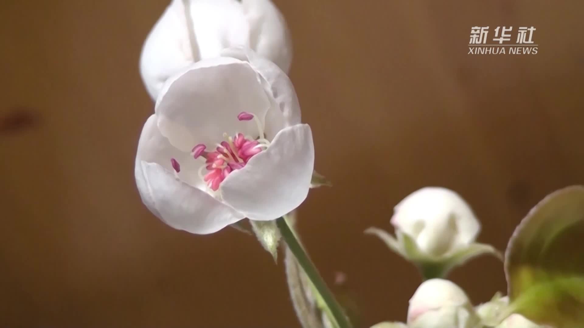 花开象牙山 客至春意暖