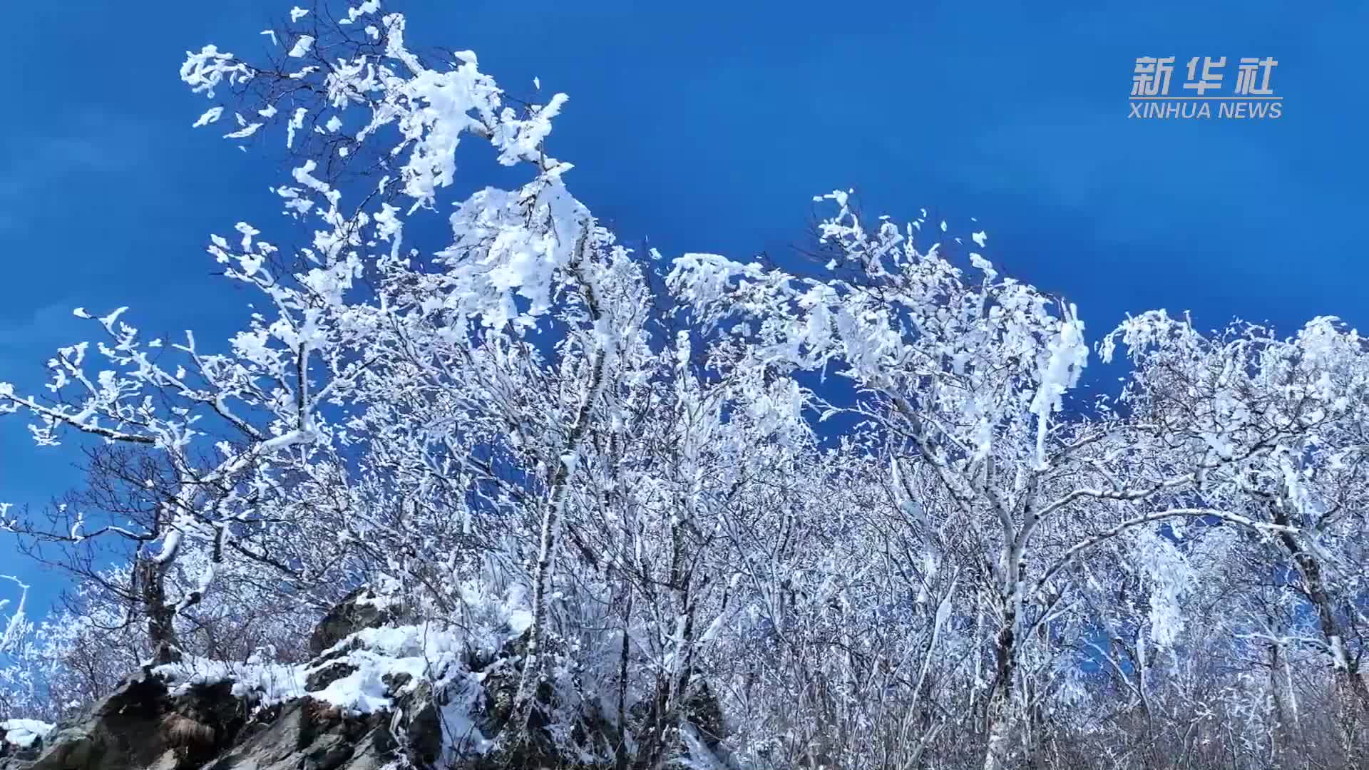 黑龙江五月现雾凇美景