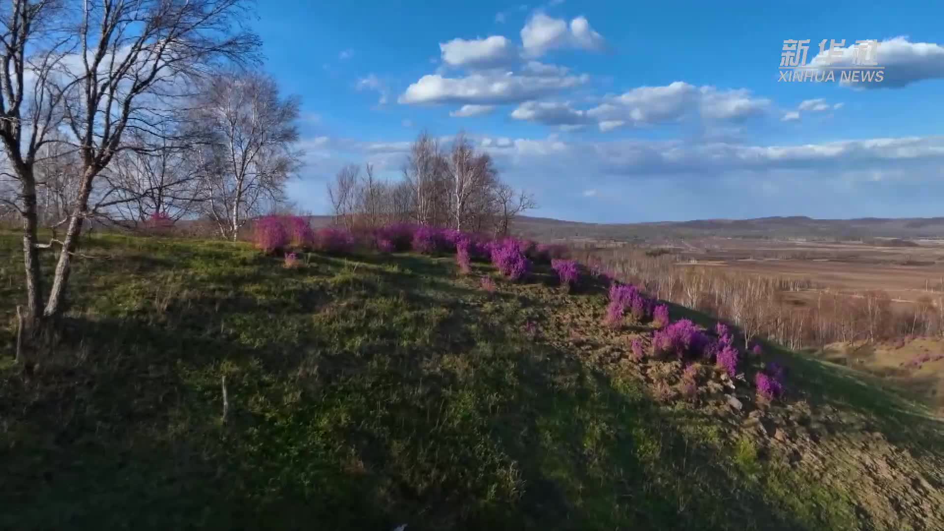 黑龙江逊克：杜鹃花开满山坡 