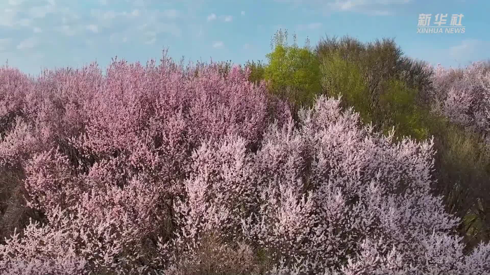 黑龙江密山：共赏杏花“醉”美时