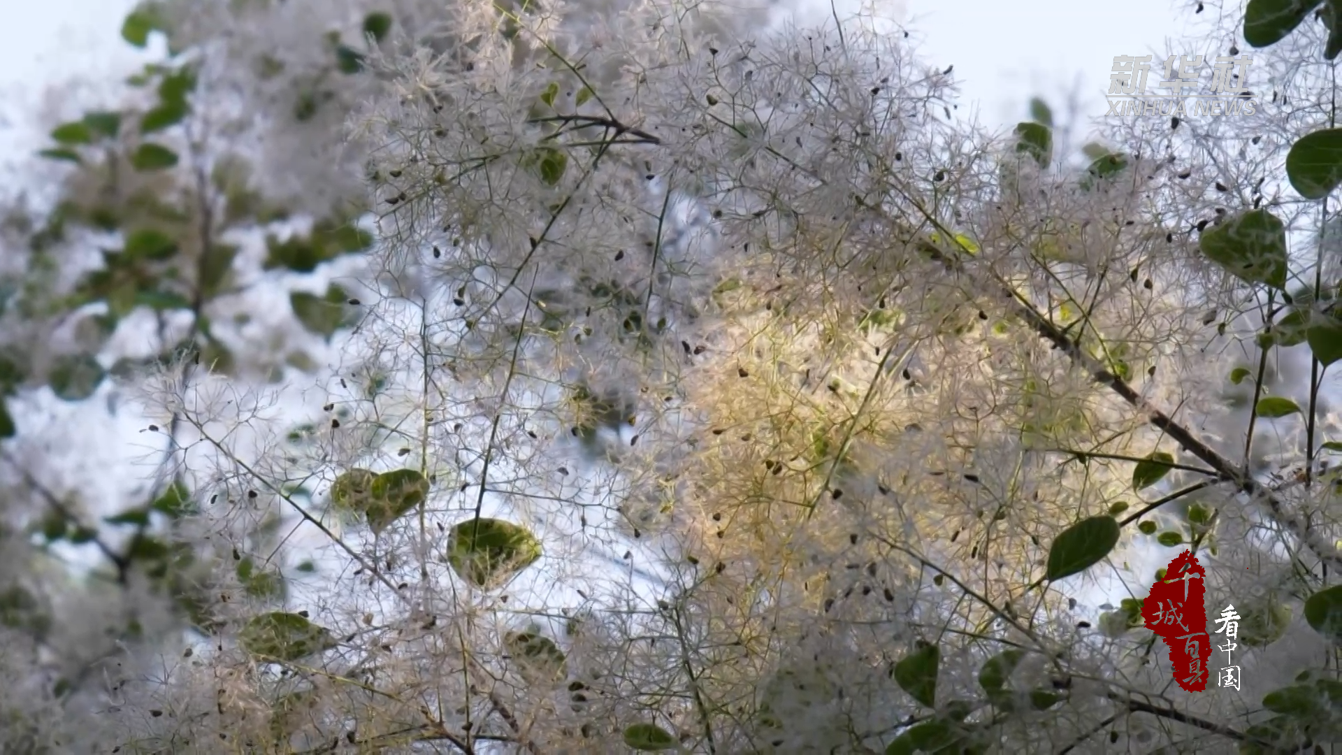 千城百县看中国｜山东巨野：黄栌花开如云似雾