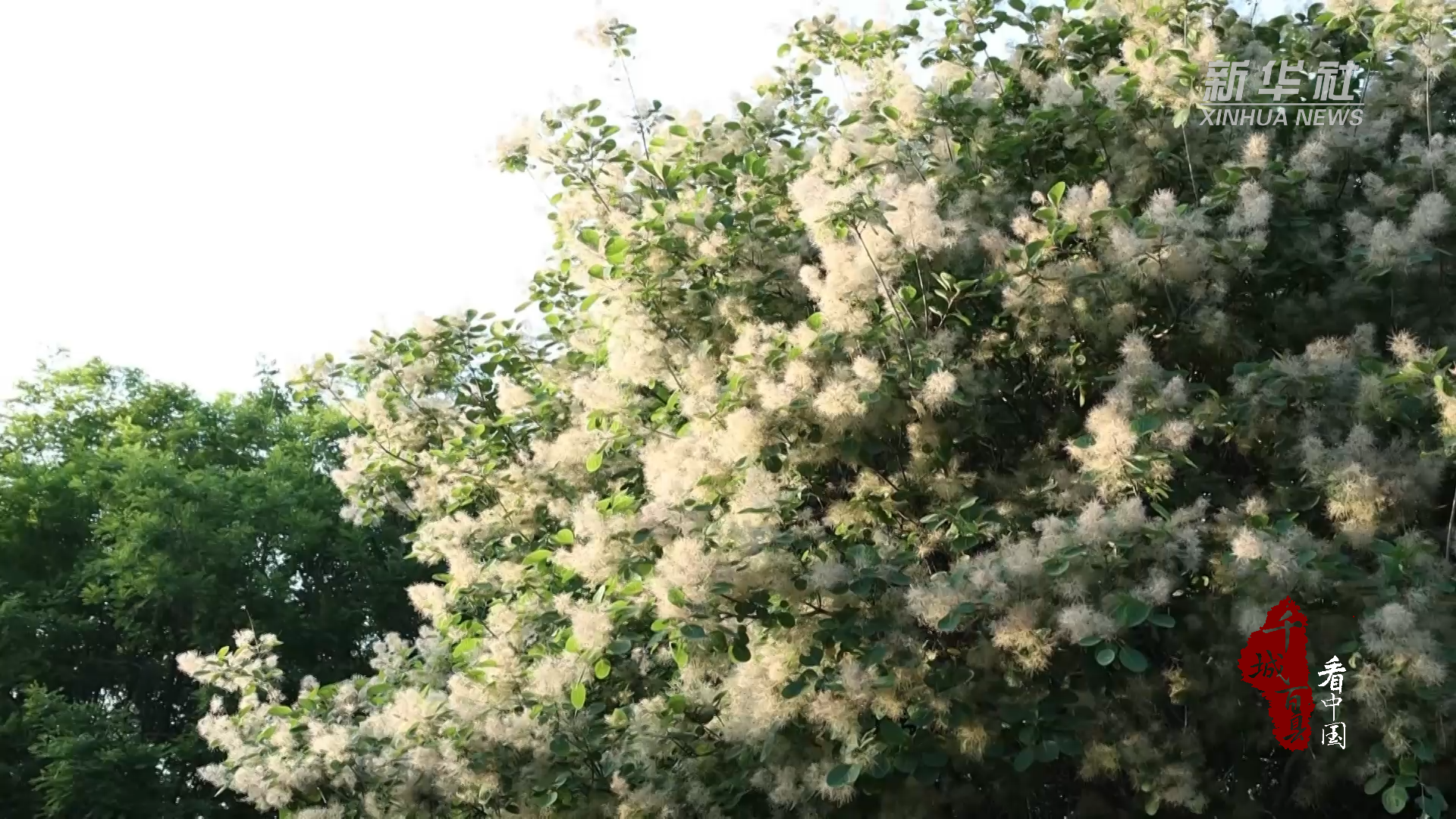 千城百县看中国｜山东巨野：黄栌花开如云似雾