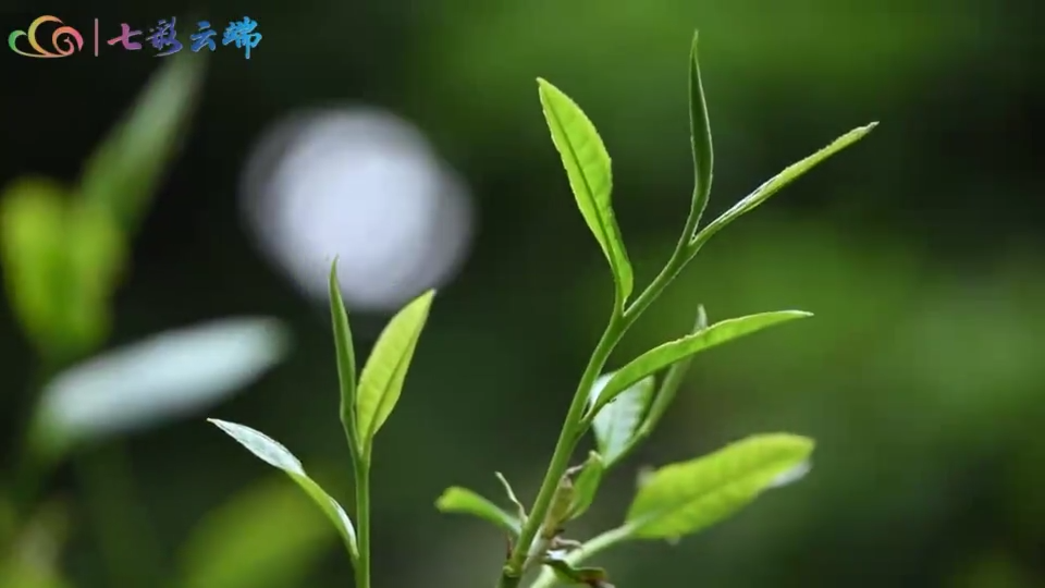 【有一种叫云南的生活】在树叶密码中感受茶味人生