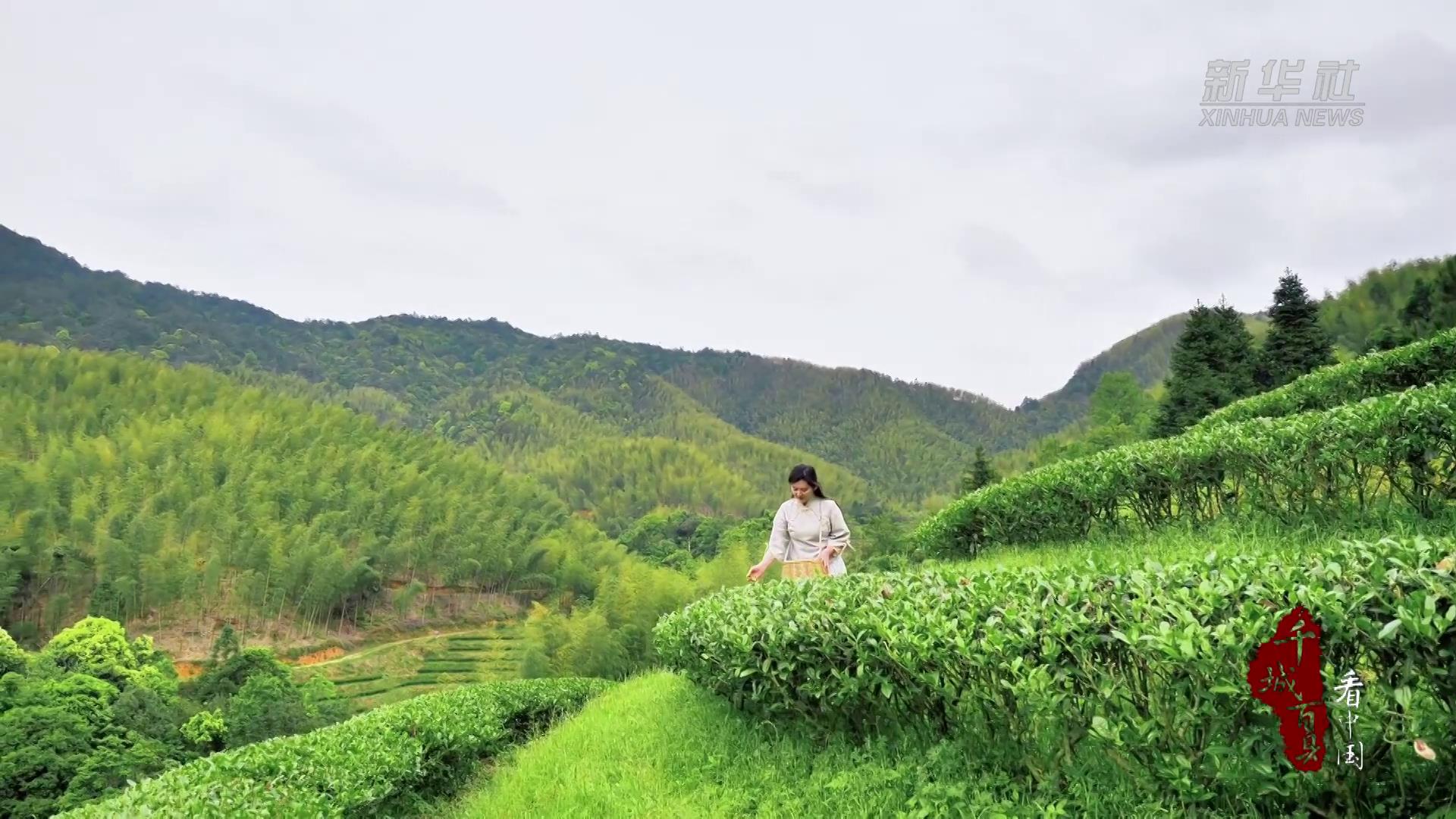 千城百县看中国｜福建永安：深山盘好茶 幽谷润兰香