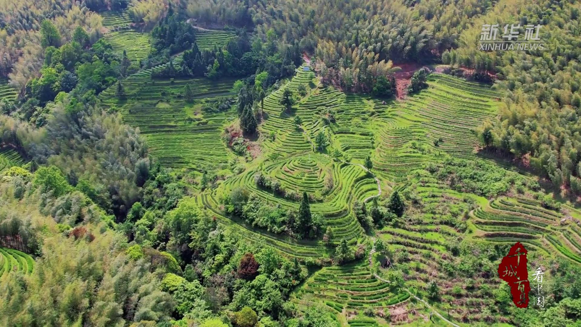 千城百县看中国｜福建永安：深山盘好茶 幽谷润兰香