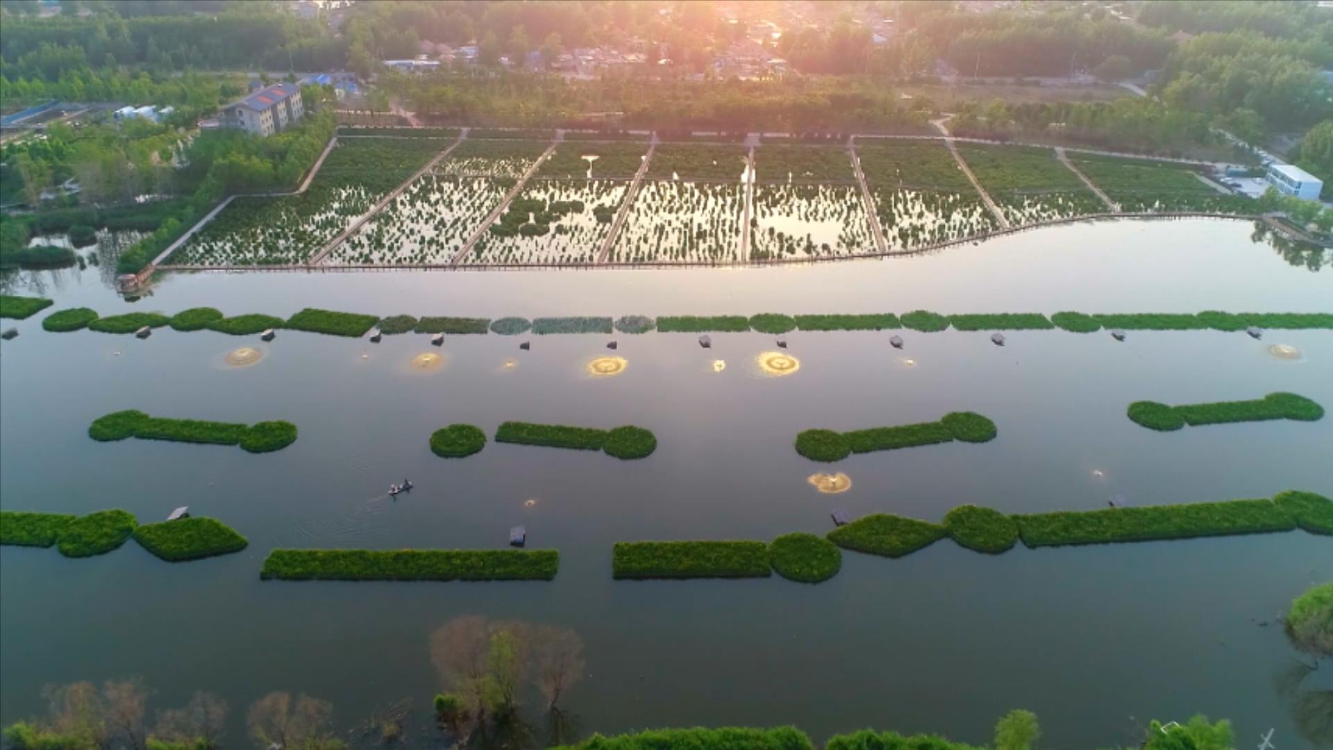 千城胜景丨山东郓城：夏日湿地风光如画