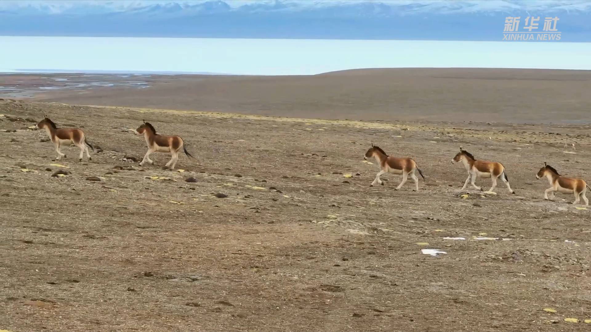 多种野生动物现身青海哈拉湖