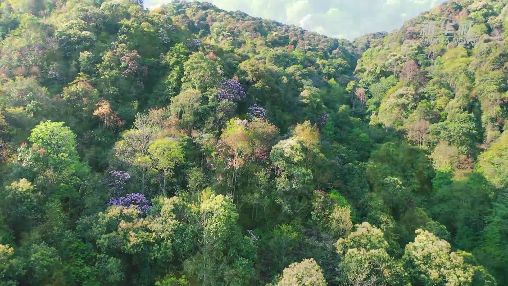 夏日繁花迎风开 绿美大围山入画来