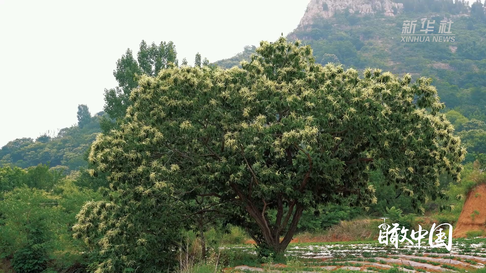 瞰中国｜山东枣庄：板栗花开满枝头