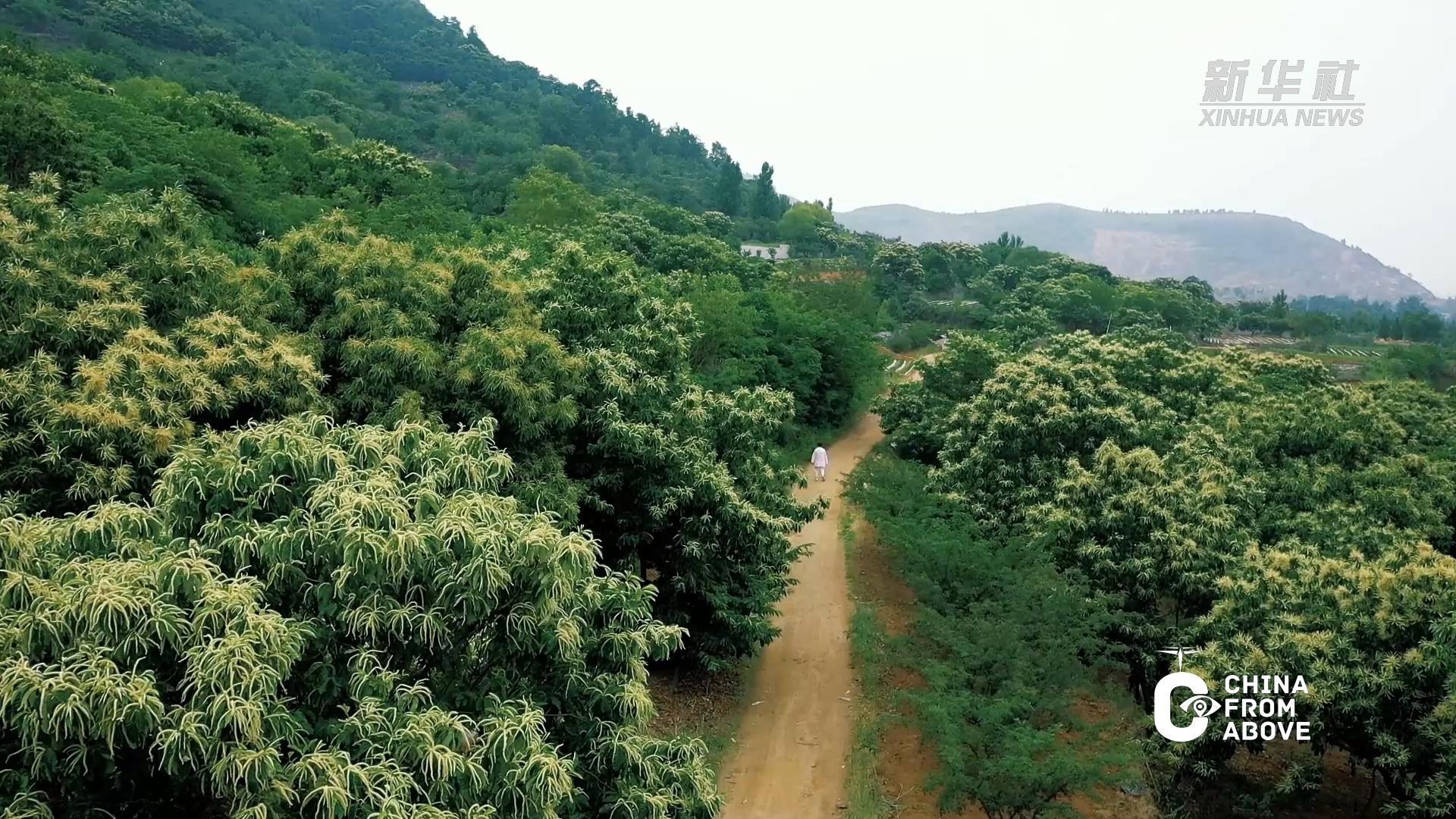 瞰中国｜山东枣庄：板栗花开满枝头