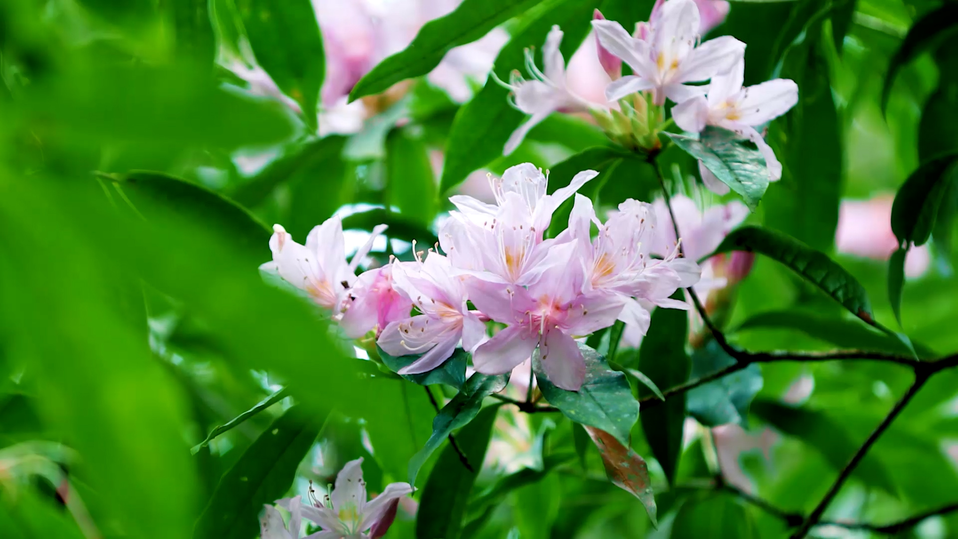 夏日繁花迎风开 绿美大围山入画来