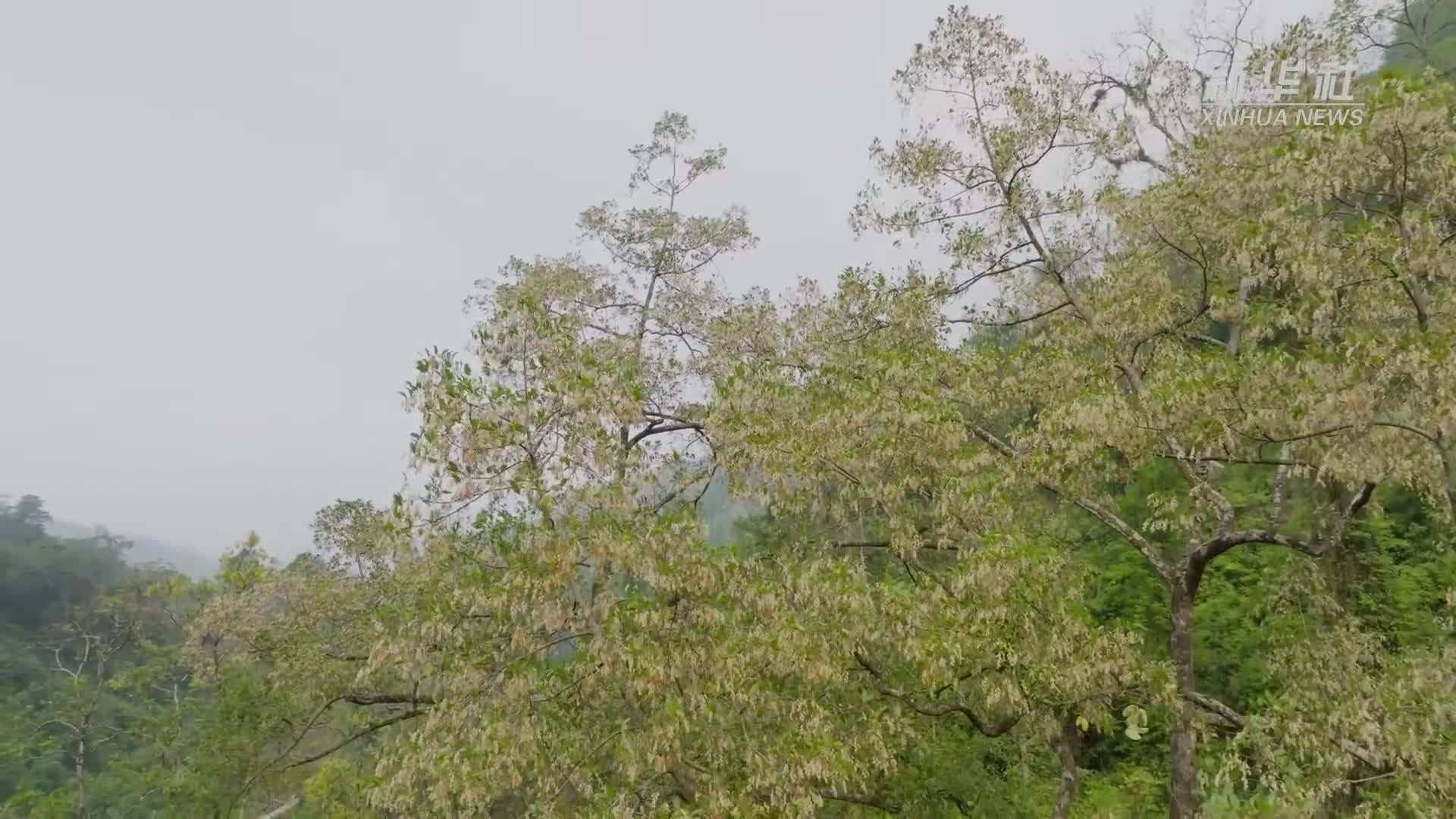 “雨林巨人”望天树花开云南大围山