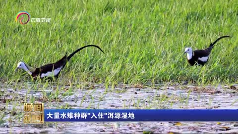 大量水雉种群“入住”洱源湿地