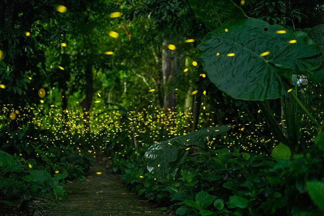 有一种叫云南的生活 | 走进西双版纳，赴一场心旷神怡的雨林之约