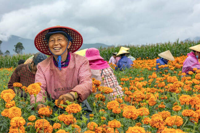 【双创风采】万寿菊里藏着一个宝，这家企业用技术让“软黄金”遍地开花