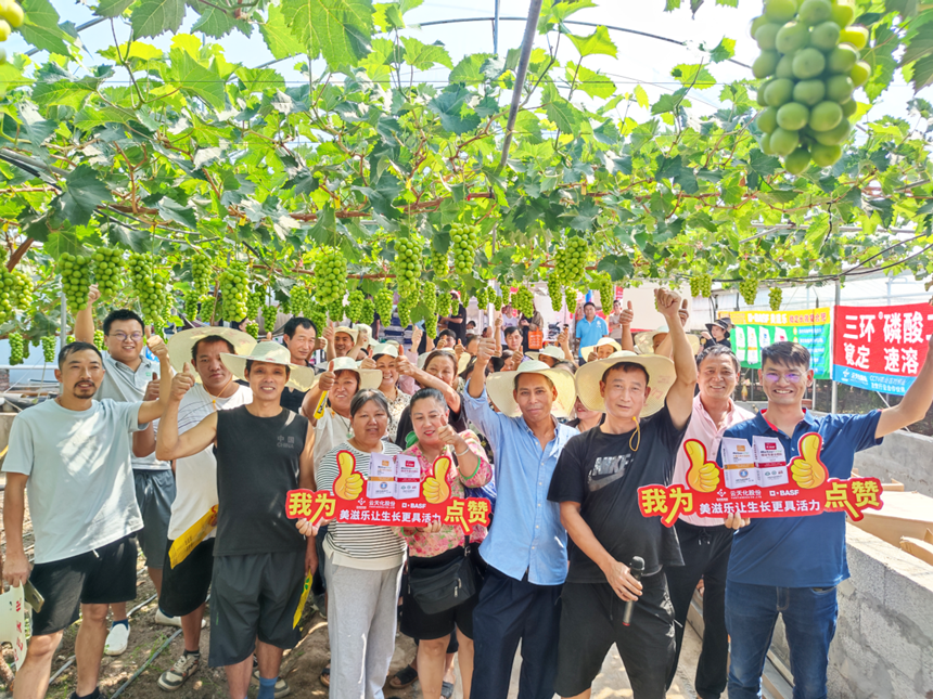 云天化良田守护者计划 ||西昌“阳光玫瑰”上市 甜蜜盛宴开启