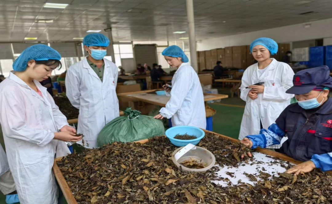 【双创风采】普洱茶有哪些功效？他们通过试验讲述产品背后的生物学故事