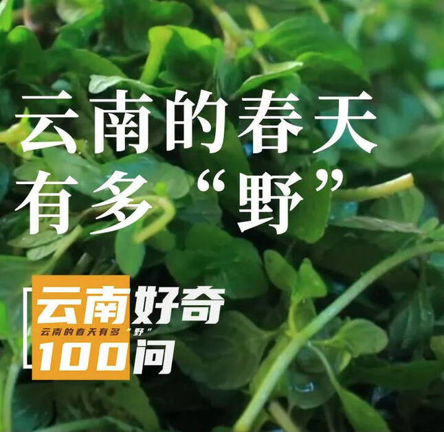 云南好奇100问丨 云南的春天有多“野”