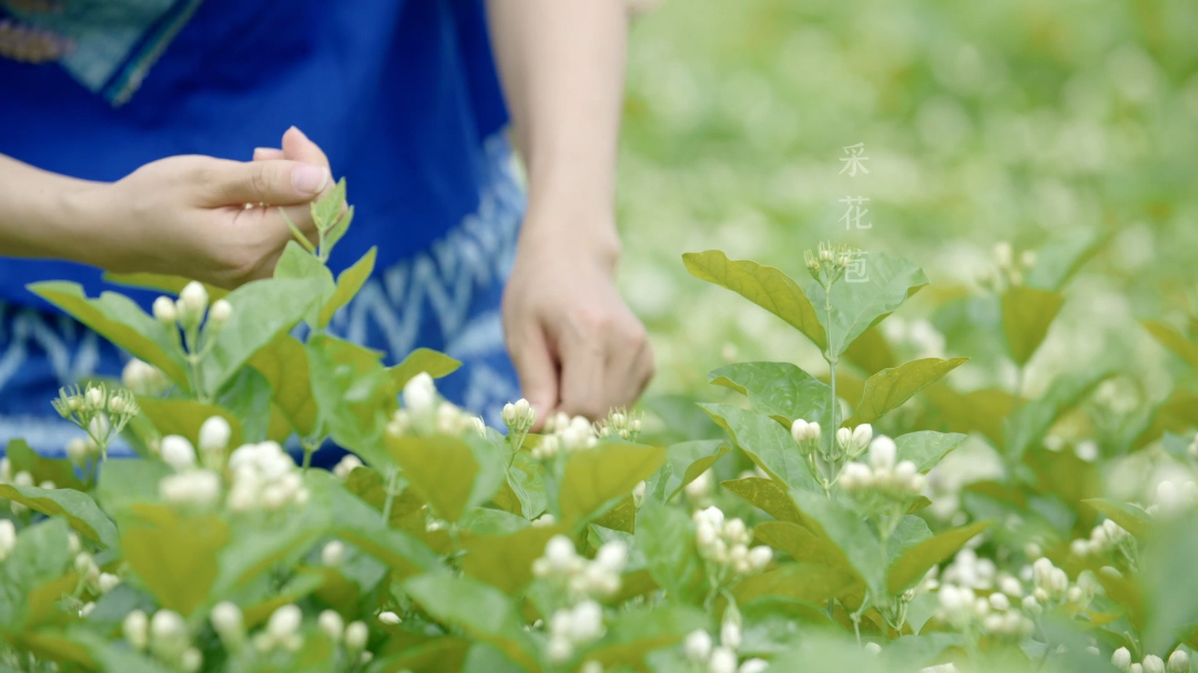 “有一种叫云南的生活”丨趁夏日·寻花香·享茶趣...