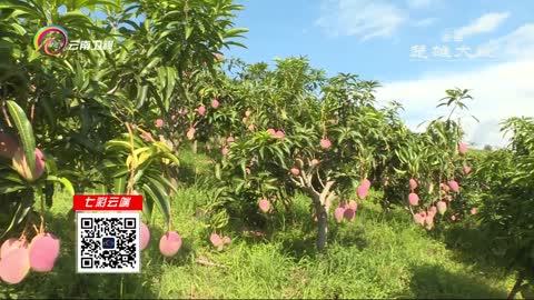 看见云南：又到芒果飘香时