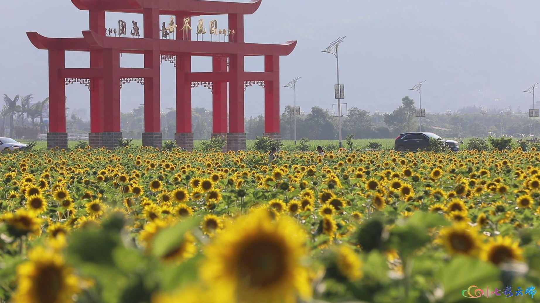 油葵花开金灿灿 盛情绽放迎客来