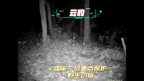 西双版纳再现“树栖猎手”云豹身影