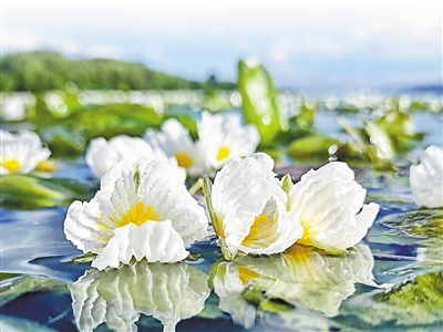 海菜花为什么能在水面绽放？（把自然讲给你听）