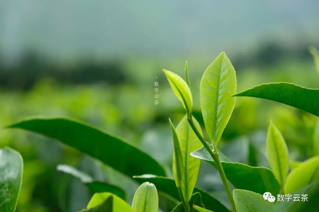 秋天为什么要多饮茶？老年人适合这两款茶