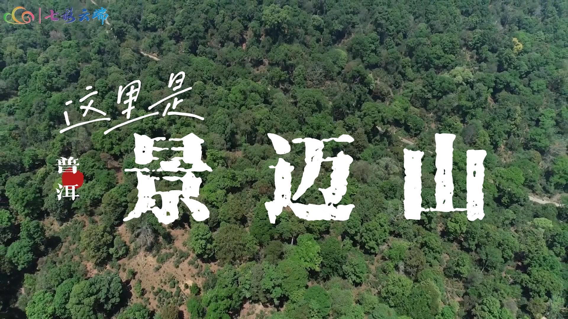 【申遗文本首席专家权威解码】为什么是茶？为什么是景迈山？