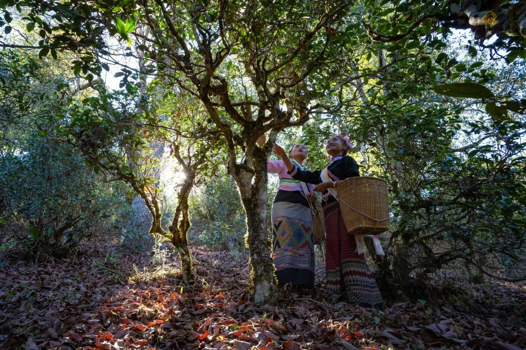 为什么是景迈山？“普洱景迈山古茶林文化景观”申遗之路