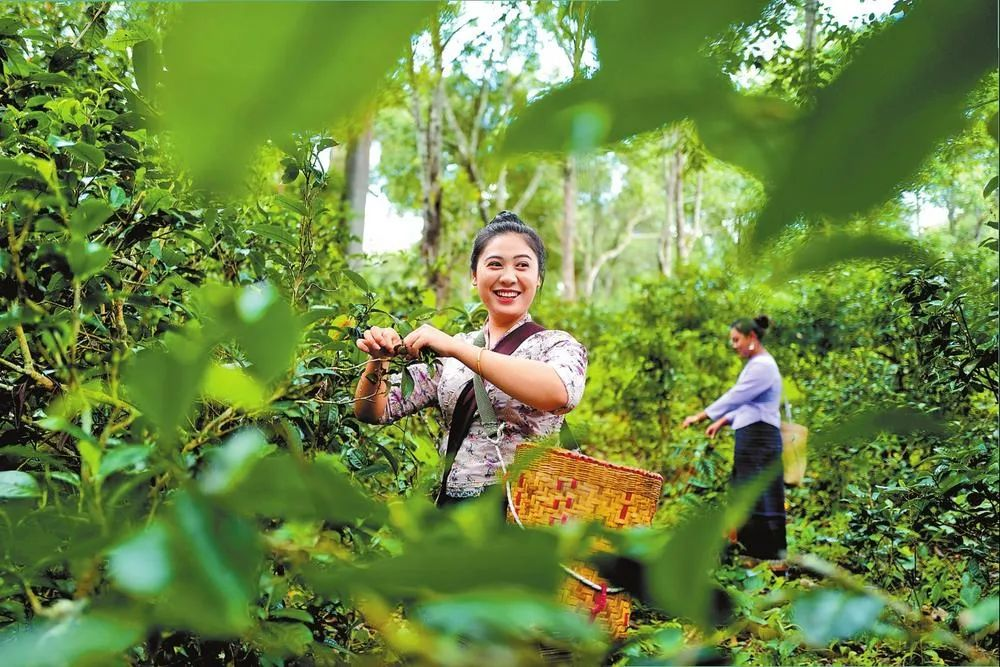 共享人类瑰宝 云茶万里飘香