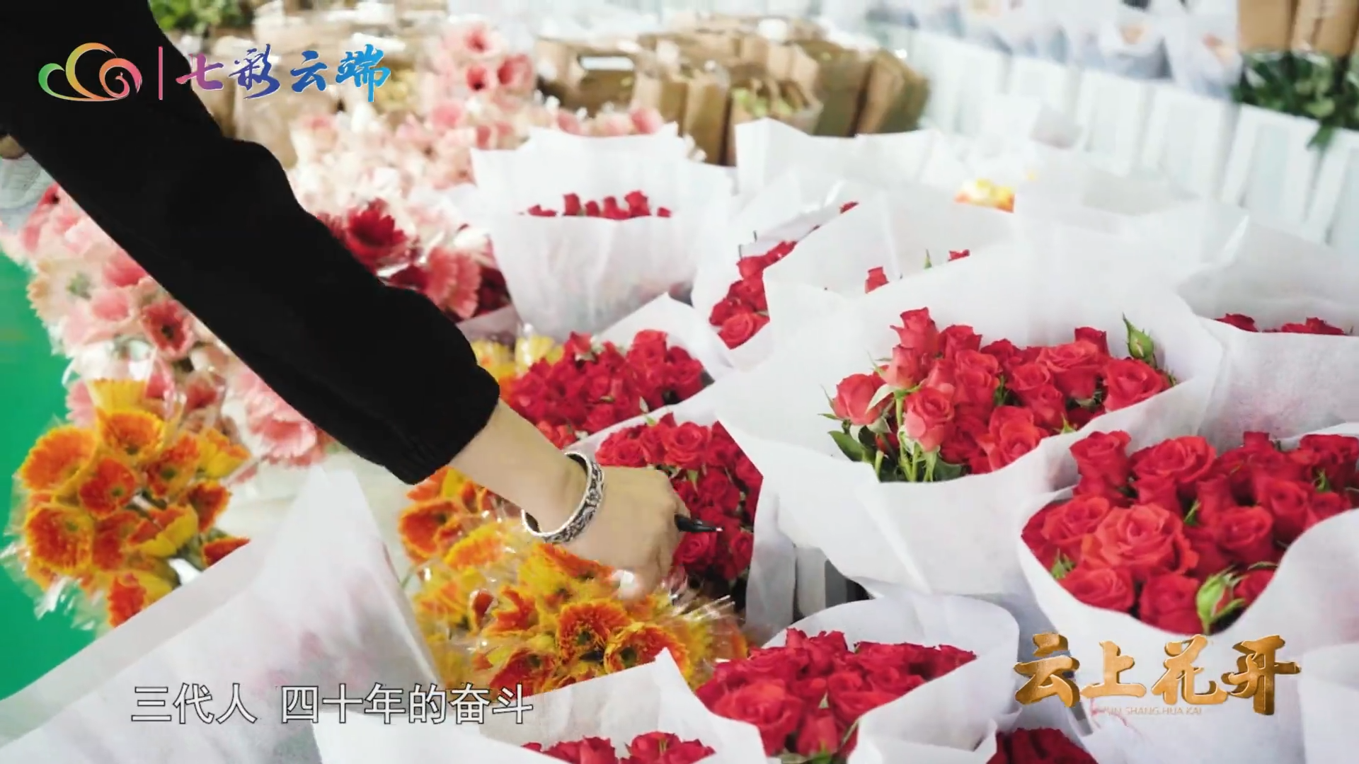 纪录片《云上花开》今晚播出《绽放》，一起感受斗南花卉市场的繁华和云花人对事业的坚守