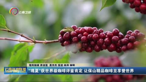 "瑰夏"获世界级咖啡评鉴肯定 让保山精品咖啡豆享誉世界