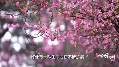 字里行间的昆明美好：李广田《花潮》