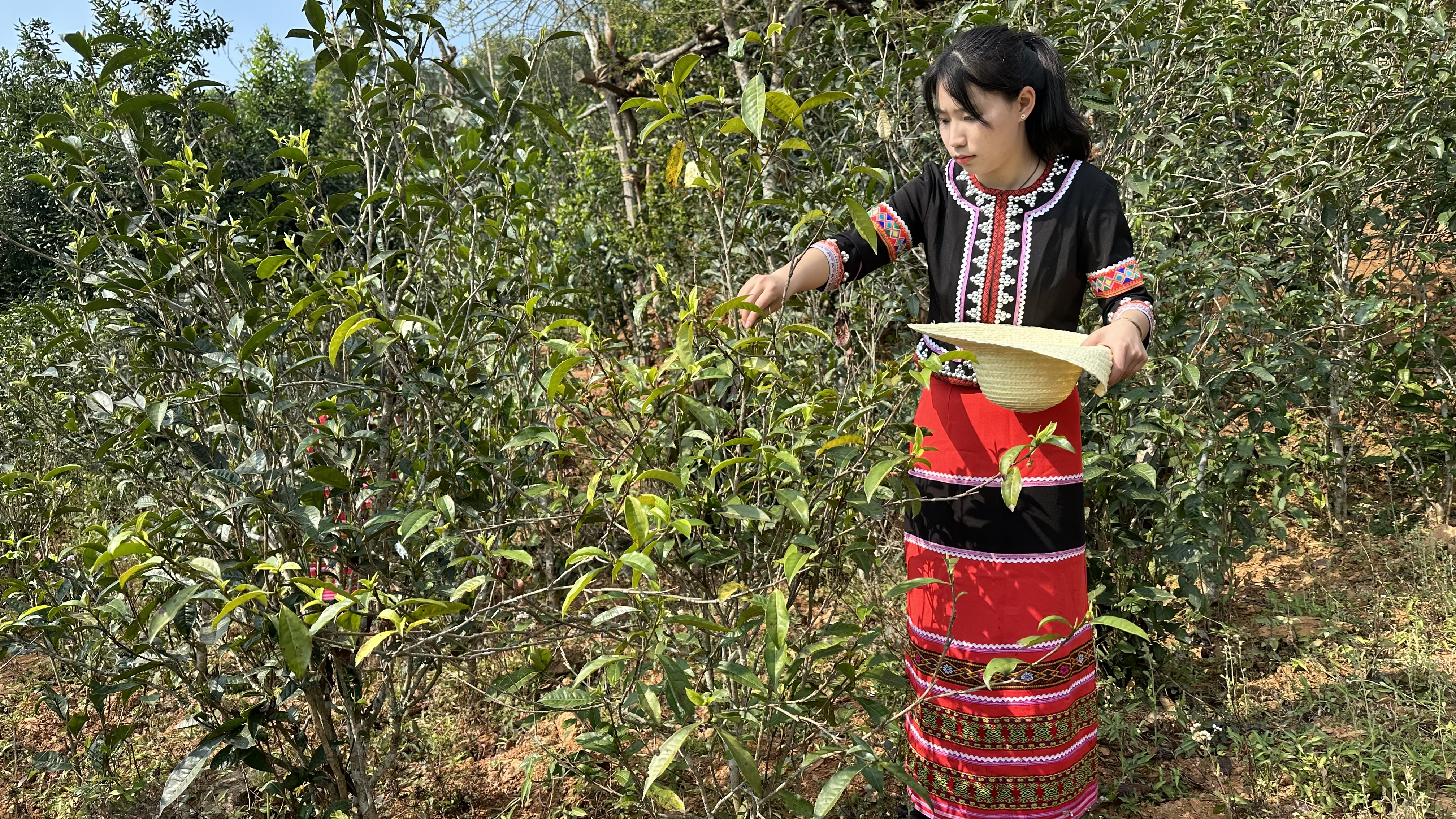 云报头条丨“三茶”统筹 云南向茶业强省迈进