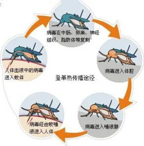 警惕！云南出现散发病例！8—10月为发病高峰期...