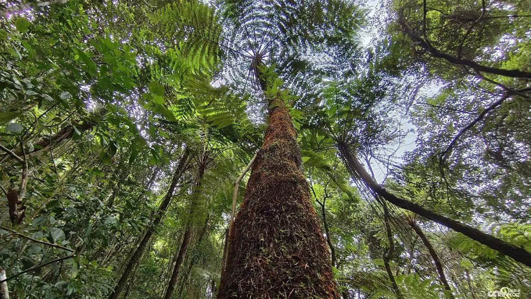 “植物界活化石”！在云南这地分布面积超3000亩