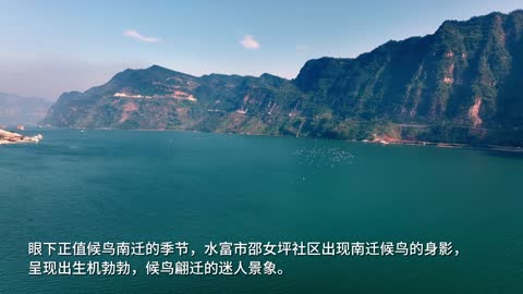 候鸟南迁至水富 翩迁飞舞半空来