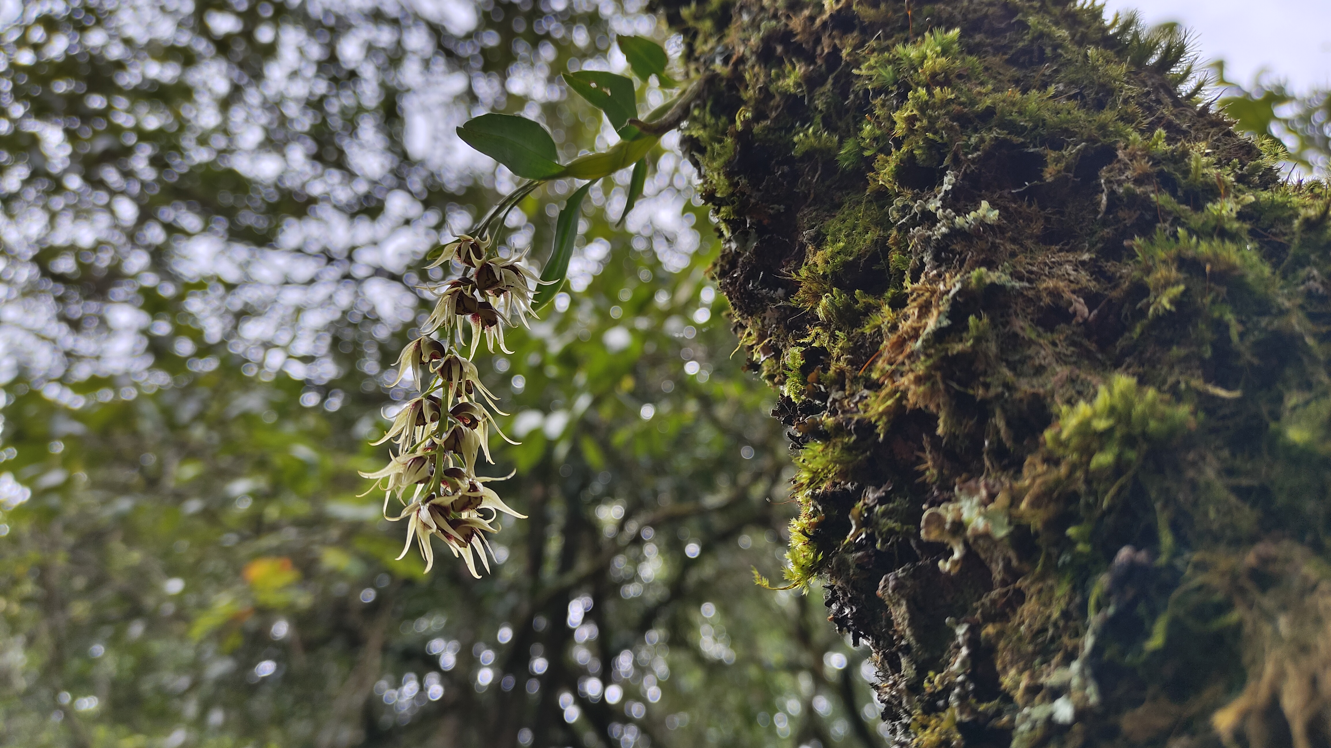 普洱宁洱首次记录到国家二级保护野生植物梳唇石斛