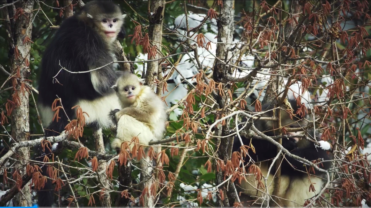 七彩云南的绿色故事：“猴可爱”科学家和可爱猴
